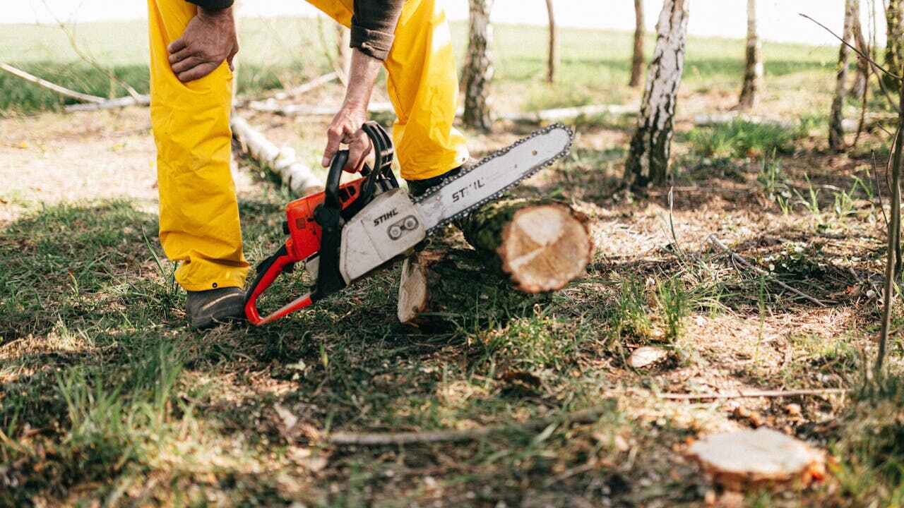 Best Tree Clearing Services  in Flence, OR